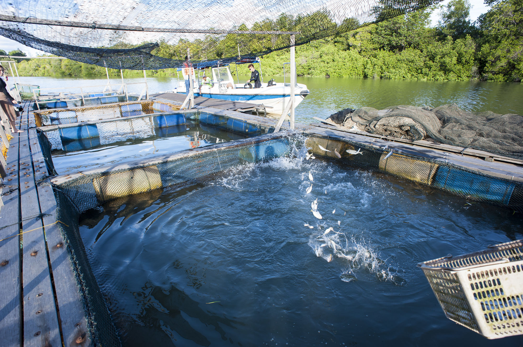 Sipadan Mangrove Resort Tawau Bagian luar foto